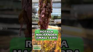 ROTALA quotSMALL LEAFquot MACRANDRA Aquarium Plant For Sale [upl. by Lehcnom]