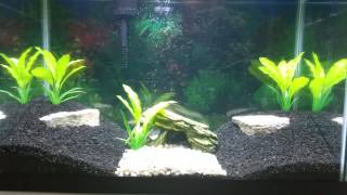 Senegal Bichir In 20 Gallon HighTall Aquarium [upl. by Aizirk]