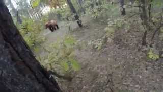 Man chased by a bear through the woods on a mountain bike 3 Peaks Cycles [upl. by Nisse]