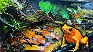 Poison Dart Frog Bioactive Vivarium Build Step By Step Terribilis [upl. by Hanas]