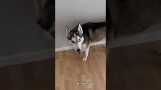 My talking husky has no patience [upl. by Eanej]