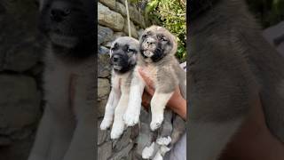 KOTO YAVRULARI maşallah  dog malakli animals alabai puppy kangal kangaldog bear nature [upl. by Chrystal]