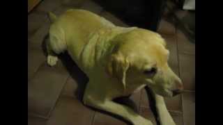 labrador retriever epileptic seizure [upl. by Gnex]