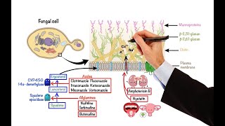 Pharmacology – ANTIFUNGAL DRUGS MADE EASY [upl. by Dlnaod]