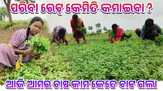 ପରିବା ରେଟ୍ କେମିତି କମାଇବା  ଆଜି ଆମର ଚାଷ କାମ କେତେ ବାଟ ଗଲା  tribevloggerrani9457 [upl. by Daub]