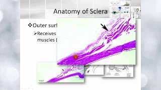 ElbrombolyBasic ophthalmology IC Scleral Anatomy [upl. by Athelstan554]