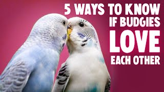 5 Ways Budgies Love Each Other [upl. by Michal585]