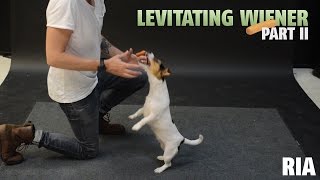 How Dogs React to Levitating Wiener Part 2 [upl. by Assirod]