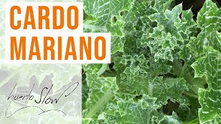 Cardo mariano Silybum marianum [upl. by Medrek]