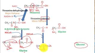 Catabolism Of threonine to pyruvate and succinate to glucose fasting state metabolism 3 [upl. by Oiramad]