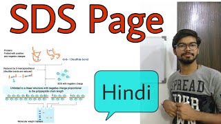 SDS PAGE gel electrophoresis in Hindi [upl. by Kesley]