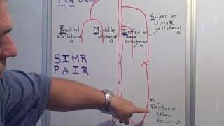 Collateral amp Recurrent arteries of the Arm [upl. by Ytomit947]