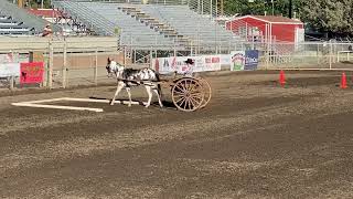 Pleasure Driving  Ms Ellie May shown by Elizabeth Evans 2022 Bishop Mule Days [upl. by Adalai]