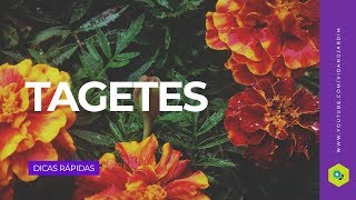 Tagetes [upl. by Timus]