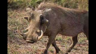 Warthog Sound Warthog Voice  Real Animal Sounds [upl. by Emmit622]