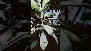 Lucuma update  Fruit of the Inca Gods [upl. by Xaviera]