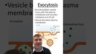 Endocytosis vs Exocytosis [upl. by Egdamlat]