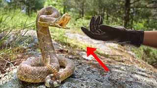 BITE PROOF GLOVES VS VENOMOUS SNAKE BITE [upl. by Chastity]