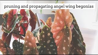 how to prune and propagate angel wing begonias [upl. by Elora]