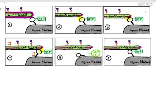 1519 Sliding Filament Theory Cambridge AS A Level Biology 9700 [upl. by Helve]