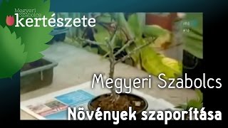 Növények szaporítása  Dugványozás Megyeri Szabolcs [upl. by Alenairam]