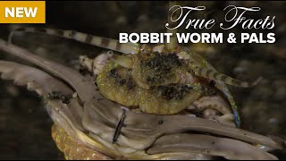 True Facts Bobbit Worm and Polychaete Pals [upl. by Nerag]