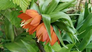 Fritillaria imperialis Crown Imperial description and cultivation [upl. by Katalin95]