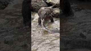 Moray eels fight against Komodo dragons [upl. by Eniahs]