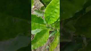 Longevity spinach gynura procumbensnature croton garden gardening [upl. by Dragone51]