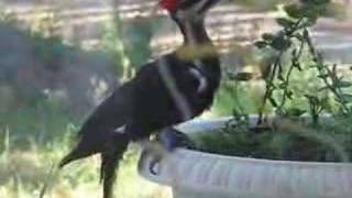 Pileated Woodpecker destroying flowers [upl. by Spieler453]