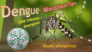 Piqûre Moustique tigre Fièvre Dengue Grippe Tropicale infections par Virus dengue zika chikungunya [upl. by Ecidnarb538]