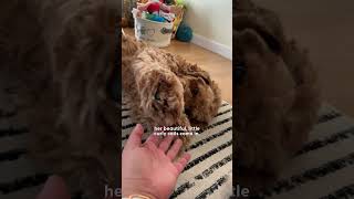 Golden Doodle Rescued From Puppy Mill Plays For The First Time  The Dodo [upl. by Syramad]