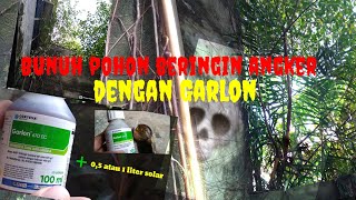 REVIEW HERBISIDA GARLON MEMBUNUH POHON BERINGIN ANGKERputritaniajja746 [upl. by Emory287]