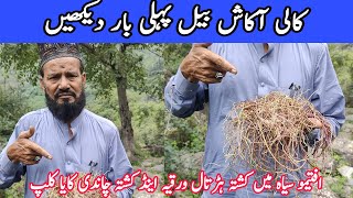 cassytha filiformis  Love vine Air creeper  Aakash bel amarvel آکاش بیل سیاہ  افیموں سیاہ [upl. by Thorr]