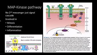 Mitogens pathway and response [upl. by Nyasuh]