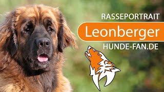 ► Leonberger 2018 Rasse Aussehen amp Charakter [upl. by Wise]