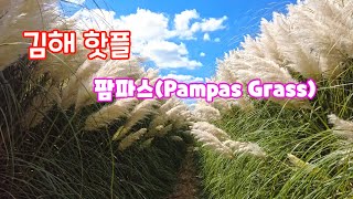 김해 팜파스Pampas Grass 김해팜파스 불암동팜파스 김해가볼만한곳 [upl. by Mingche988]