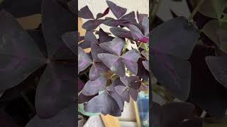 oxalis triangularis houseplants indoorplants indoorjungle plantlover plantsmakepeoplehappy [upl. by Schechter110]