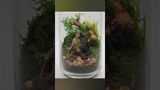 Mystical shore terrarium [upl. by Saidel]