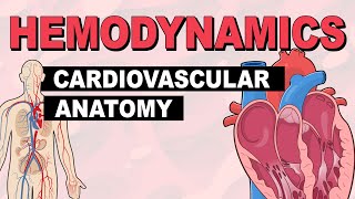 Cardiovascular System Anatomy  Hemodynamics Part 1 [upl. by Aenel]