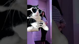 Long weekends are fun shorts memes funnymemes weekend dancemoves danceoff catvideos catmemes [upl. by Akehsyt293]