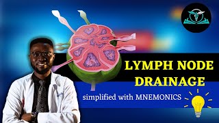 Understanding Lymph Nodes and How they drain the body  lymphnodes medicinesimplified [upl. by Aehtrod995]