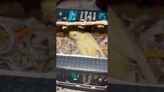 Bajri tote ka naya ghr shortvlog shorts minivlog youtubeshorts petsvlog budgies parrot vlog [upl. by Nabi]