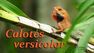 Calotes versicolor male displays Sep2014 [upl. by Storm]