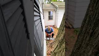 Cutting down a dangerous 200yearold tree treefelling logging arborist [upl. by Yht]