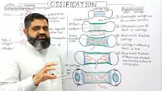 Ossification UrduHindi medium profmasoodfuzail Endochondral Ossification  Osteogenesis [upl. by Afesoj522]