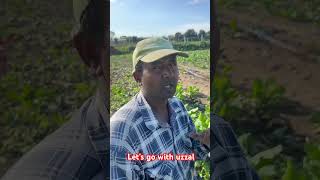 ইতালিতে কৃষি শ্রমিক কত বেতন পায় farming italy news bangladesh [upl. by Alexia]