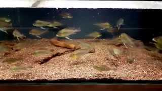 Geophagus altifrons quotCuruaquot [upl. by Ttnerb]