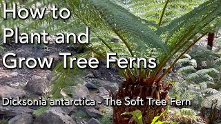 Tree Fern Care  Planting Dicksonia Antarctica  PLUS Watering Fertilizer and General Care [upl. by Aticilef]