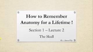 How to Remember Anatomy for a Lifetime  The Skull [upl. by Rothberg710]